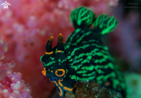 A Nudibranch