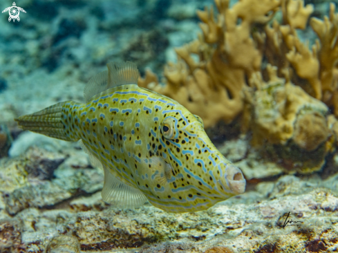 A Scrawled Filefish