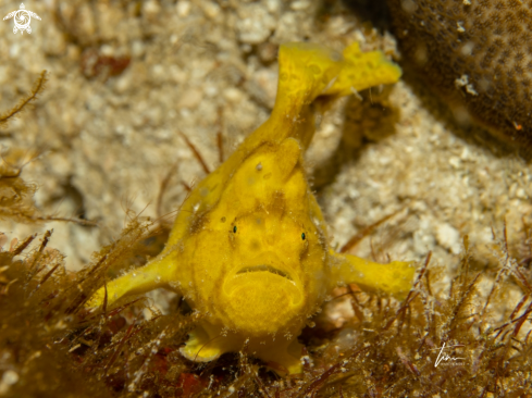 A Antennarius multiocellatus | Frogfish