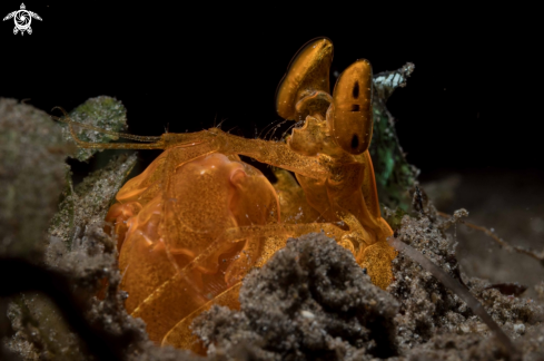A Lysiosquilloides mapia | Mantis shrimp