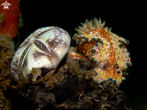 A Glossodoris sp 1, NSSI2  | Glossodoris Nudibranch