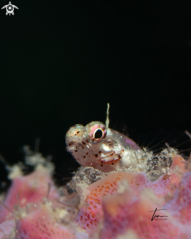 A Enneanectes sp. | Triplefin