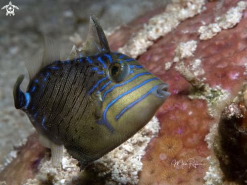 A Balistes vetula | Juvenile Queen Triggerfish