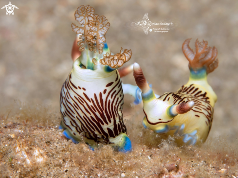 A Nembrotha lineolata Bergh, 1905 | Nembrotha Nudibranch