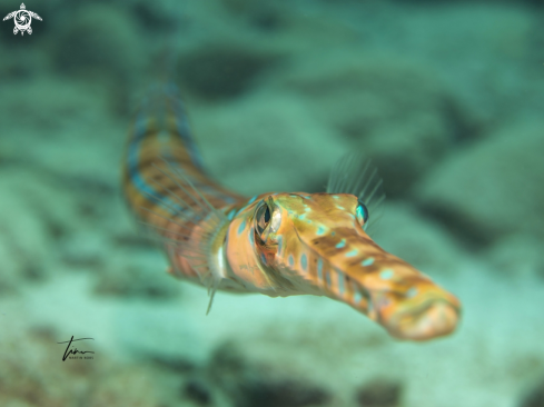 A Bluespotted Cornetfish