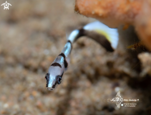 A Diagramma pictum (Thunberg, 1792) | Juvenil Fish (20mm)