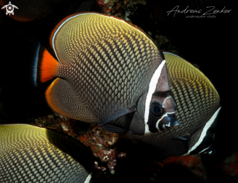 A Chaetodon collare  | Redtail Butterflyfish