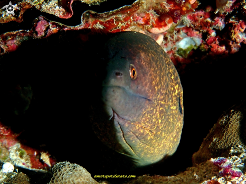 A Gymnothorax javanicus | Murena