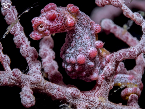 A Pygmy Seahorse