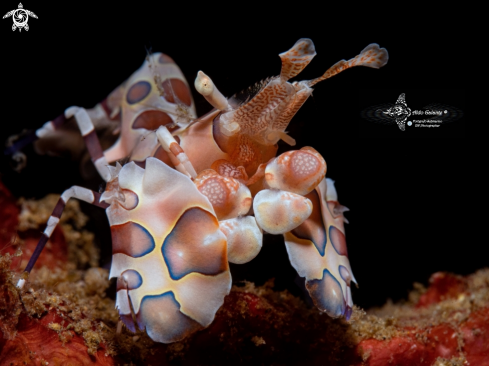 A Harlequin Shrimp 