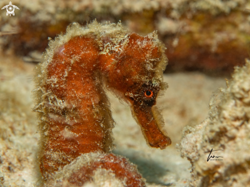 A Hippocampus reidi | Seahorse