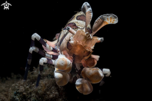 A Harlequin shrimp