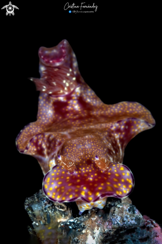 A Ceratosoma palliolatum  | Nudibranch