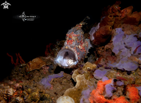 A Antennarius commerson (Lacepède, 1798) | Giant Frogfish