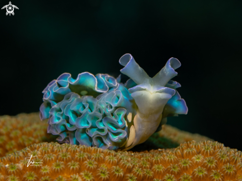 A Elysia crispata | Lettuce Seaslug