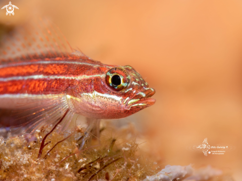 Tropical Striped Triplefin