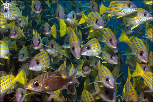 A blue-line snapper or bluestripe sea perch 