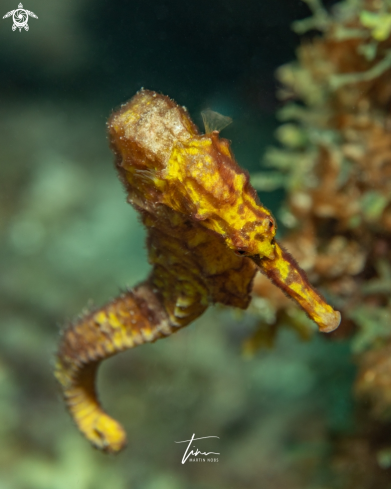 A Hippocampus reidi | Seahorse