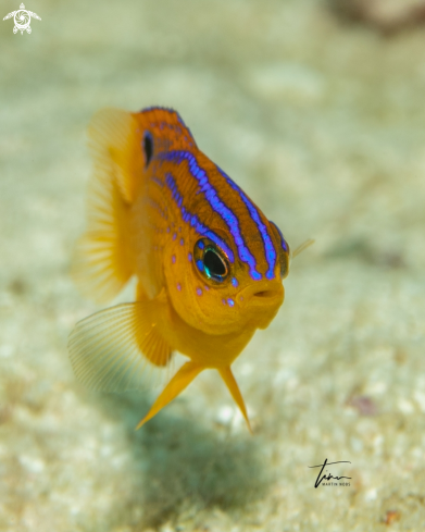 A Stegastes diencaeus | Longfin Damselfish