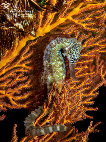 A Hippocampus comes (Cantor, 1849) | Tiger Tail Seahorse 