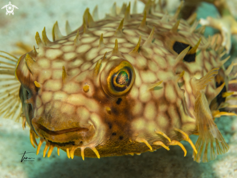 A Chilomcterus antillarum | Web Burrfish