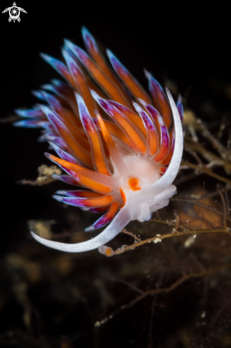 A Cratena peregrina nudibranch | Cratena peregrina nudibranch