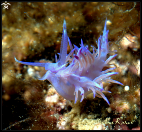 A Nudibrunch