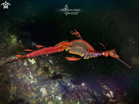 A Weedy Seadragon 