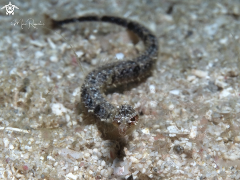 A Cosmocampus elucens | Shortfin Pipefish