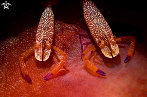 A Zenopontonia rex | Emperor shrimps