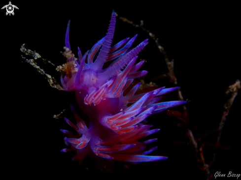 A Flabellina affinis | Flabellina affinis