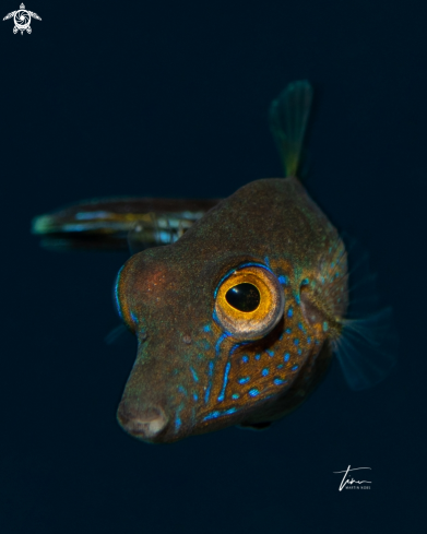 A Canthigaster rostrata | Sharpnose Puffer