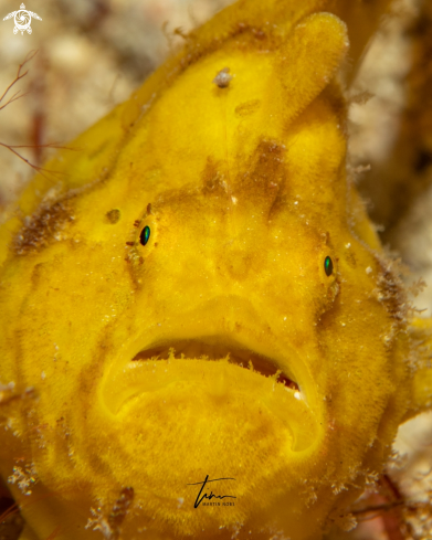 A Antennarius multiocellatus | Frogfish