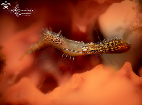 A Leander plumosus Bruce, 1994  | Donald Duck Shrimp 