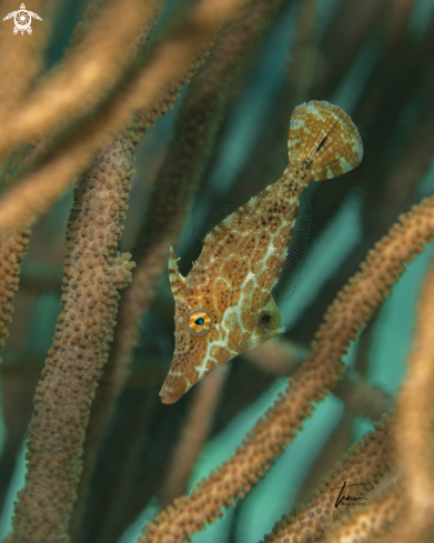 A Slender Filefish