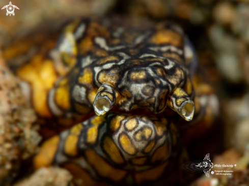 A Napoleon Snake Eel