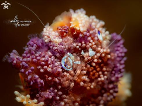 A Ancylomenes magnificus (Bruce, 1979) | Magnificent Anemone Shrimp