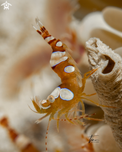 A Squat Anemone Shrimp