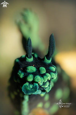 A Nembrotha cristata (Bergh, 1877) | Nudibranch