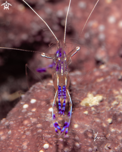 A Ancylomenes pedersoni | Pederson's Cleanershrimp