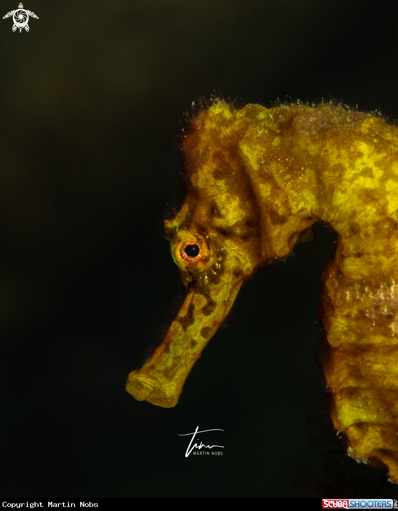 A Seahorse