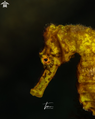 A Hippocampus reidi | Seahorse