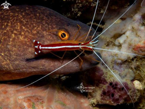 A Gymnothorax javanicus (Bleeker, 1859) - Lysmata amboinensis (de Man, 1888 [in de Man, 1887-1888]) | Moray Eel - Shrimp.