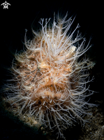 A Hairy Frogfish | Hairy Frogfish