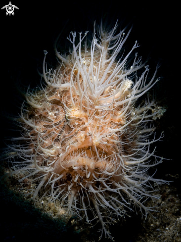 A Hairy Frogfish