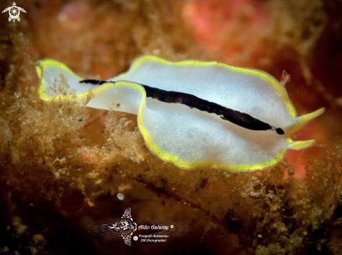 A Pseudoceros | Flatworm