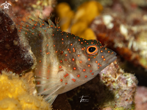 A Amblycirrhitus pinos | Redspotted Hawkfish