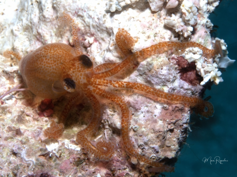 A Atlantic Pygmy Octopus