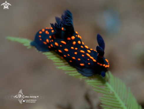 A Nembrotha sp   | Nembrota Nudibranch 