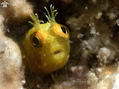 A Acanthemblemaria aspera | Roughhead Blenny